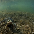 Common Frogs (Rana temporaria) by Jack Perks
